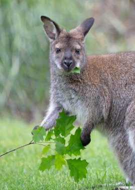 Kırmızı boyunlu Wallaby - Macropus rufogriseus, taze yapraklar yiyor.