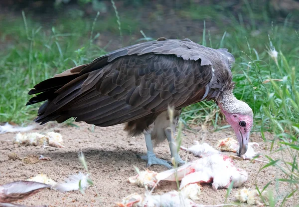 Grote Gier Die Rauw Vlees Eet Verscheurd Stukken — Stockfoto