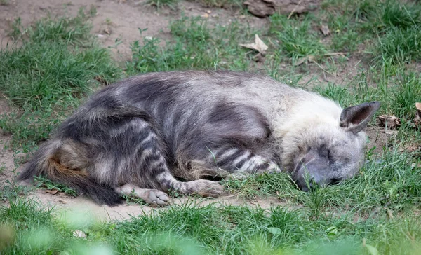 Hyena Parahyaena Brunnea Bruine Hyena Strandwolf Zoölogische Tuin Praag — Stockfoto