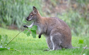 Kırmızı boyunlu Wallaby - Macropus rufogriseus, taze yapraklar yiyor.