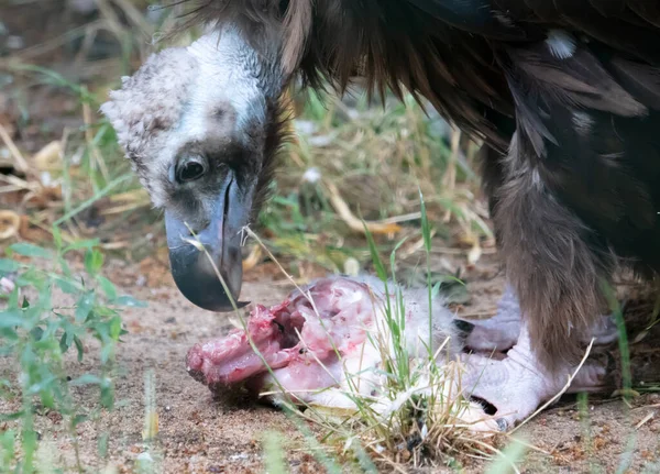 大きなハゲタカは生肉を食べ破片で引き裂かれた — ストック写真