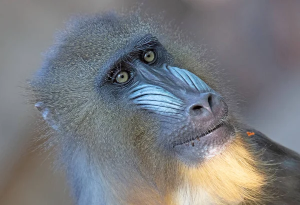 Mandril Affe Mit Bunter Schnauze Starrt Aufmerksam Selektiver Fokus — Stockfoto