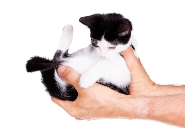 大人の男の手に黒と白の子猫 隔離された — ストック写真