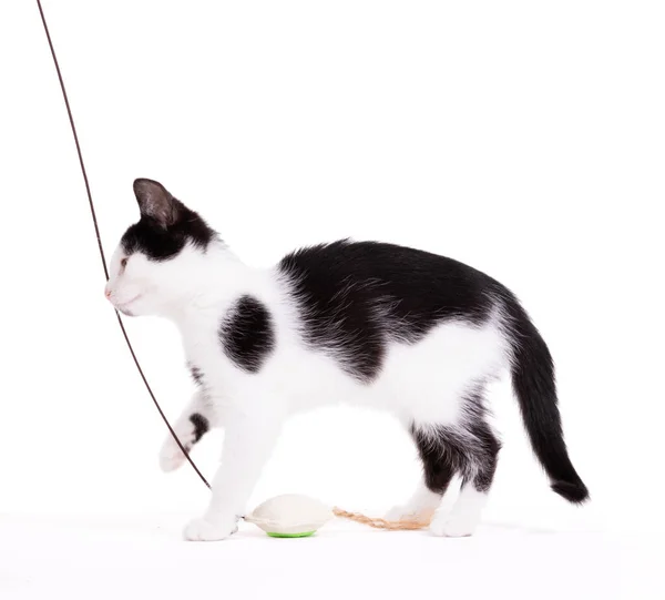 Playful Kitten Chasing Toy Isolated White Background — Stock Photo, Image