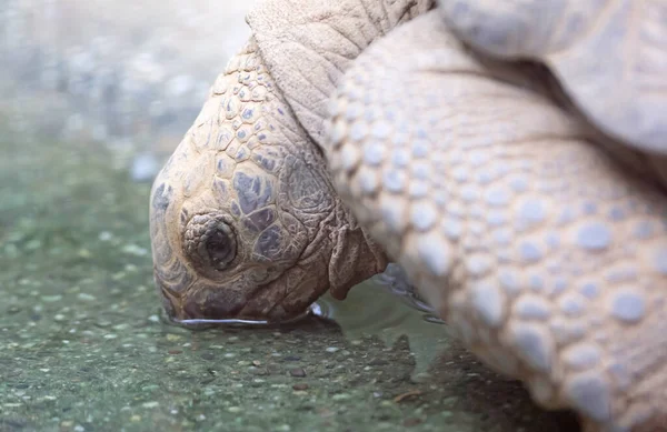 Drinking Galapagos Turtle Selective Focus Eye — Stock Photo, Image
