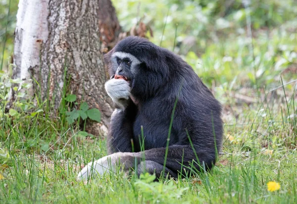 White Cheeked Gibbon Nomascus Leucogenys Eating Relaxing — Stock Photo, Image