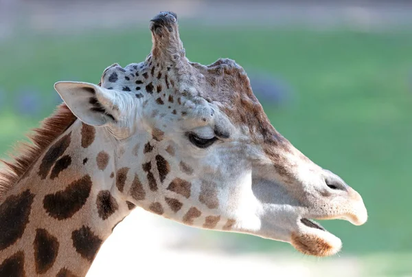 Giraffe Hoofd Selectieve Focus Het Oog — Stockfoto