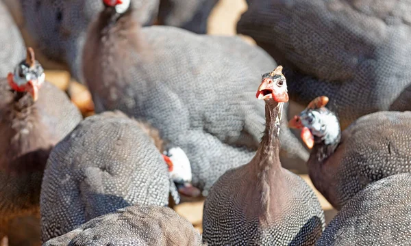 Many Guinea Fowls Selective Focus One — Stock Photo, Image