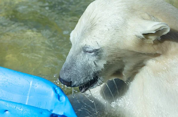 北极熊在水里玩蓝色枪管 — 图库照片