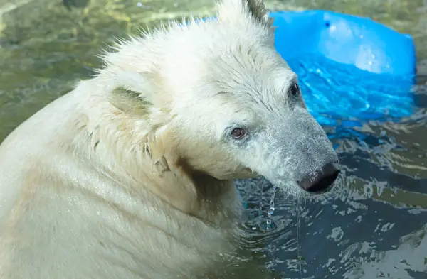 Orso Polare Che Gioca Acqua Con Una Canna Blu — Foto Stock