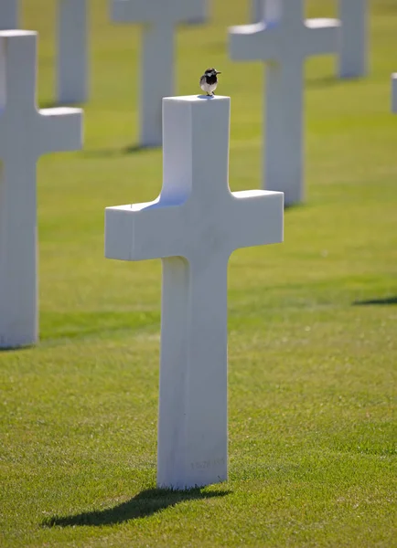 在卢森堡 一排排的坟墓在美国人的墓穴中 鸟儿在坟墓上 — 图库照片