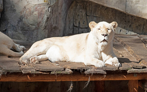 White lion resting on a scaffold, relaxing in the sun