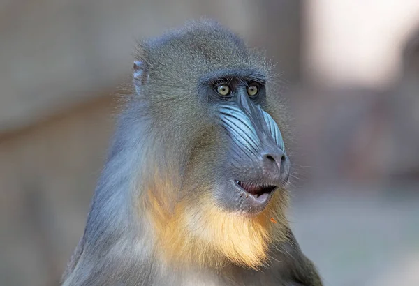 Mandril Scimmia Con Muso Colorato Fissando Intensamente Messa Fuoco Selettiva — Foto Stock