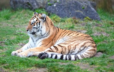Yeşil çimenlikteki Amour Tiger - Büyük, tehlikeli kedi