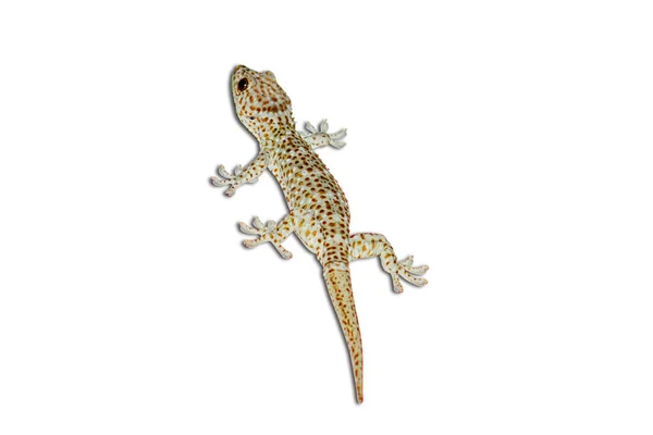 Pequena Ação Vara Andando Gecko Parede Isolada Fundo Branco — Fotografia de Stock