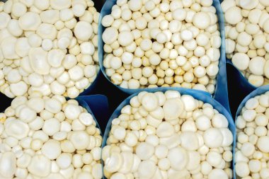 Üstten görünüm mavi küçük mantar büyümeye bitkiler çanta.