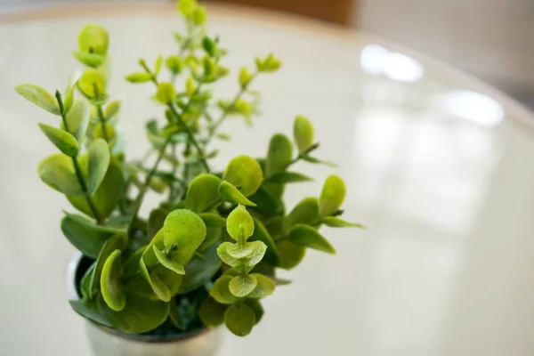 Zbliżenie Zielony Liść Cynku Flower Pot Ozdoba Biały Stół Kawiarni — Zdjęcie stockowe