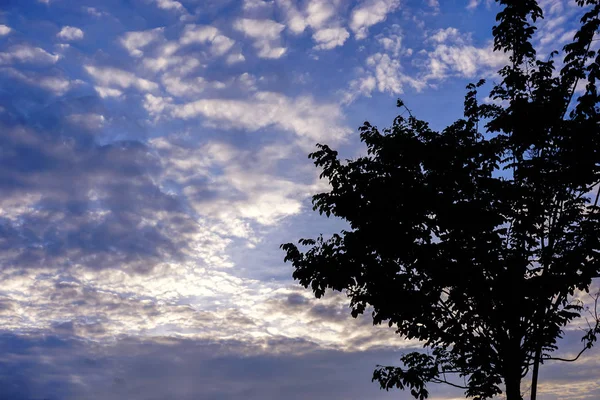 Silueta Malého Stromu Jasně Modré Oblohy Bavlněné Mraky Slunce Svítí — Stock fotografie