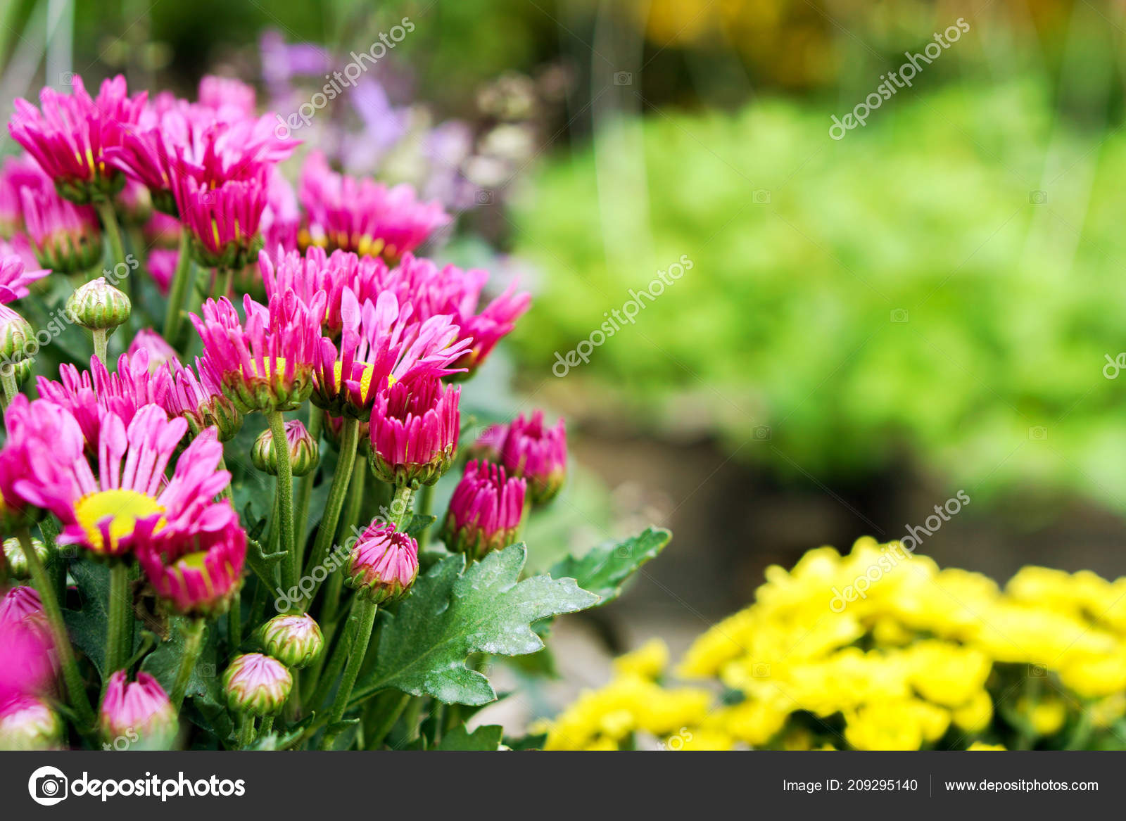 Colorful Flowers Small Garden Flower Pot Sale Front Flower Shop