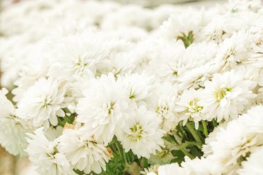 Perspektif görünümü şehrinde müzik ve kış çiçek Festivali., Lampang Tayland beyaz çiçek Fuarı. Lampang Tayland.