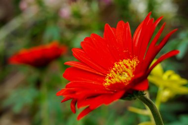 Tatlı kırmızı çiçek bulanık çiçek arka plan üzerinde.