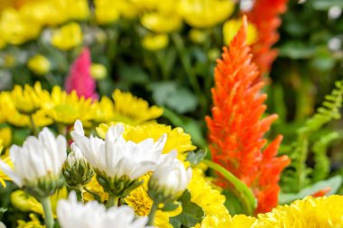 Müzik ve kış çiçek Festivali., Lampang Tayland göstermek için küçük bahçede renkli çiçek.