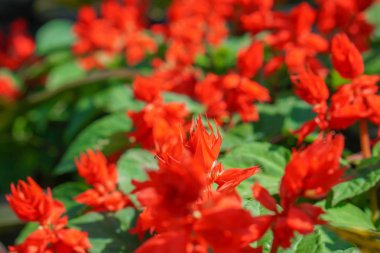 Taze Rosella Bahçe arka plan ve duvar kağıdı .