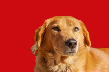 Portre ve Labrador Retriever kırmızı kahverengi saç bir şey arayan bir ürün kırmızı zemin üzerine izole etmek.