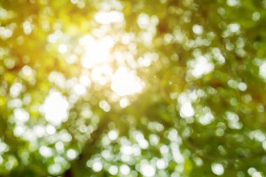 Bulanık görünüm bak ve bokeh güneş ve lens ile ağaç üzerinde yeşil yaprakların flare.