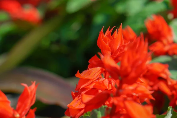 Świeży Rosella Tle Rozmazany Zielonych Liści Ogrodzie — Zdjęcie stockowe