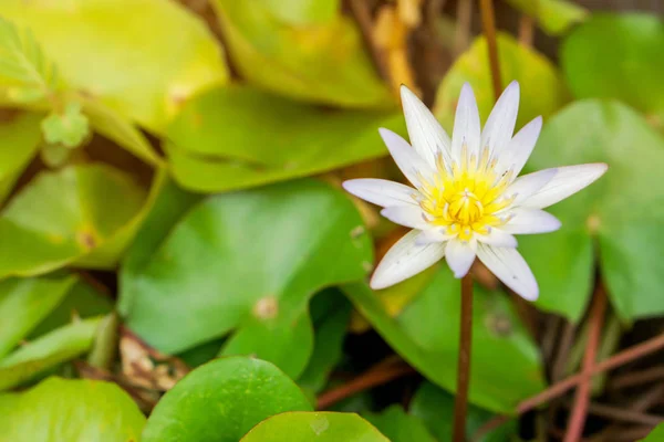 Closeup Witte Lotus Een Vijver Met Lotus Laat Achtergrond Behang — Stockfoto