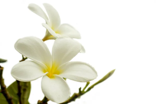 Närbild Och Gröda Vit Plumeria Isolera Vänster Berömmelse Och Vit — Stockfoto