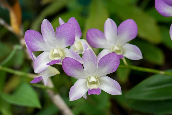 Vértes Lila Orchideák Homályos Orchidea Levelek Háttér Háttérképek — Stock Fotó