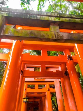 Kyoto, Japonya, 12 Kasım 2015: Fushimi Inari tapınak Kyoto bakmak görünümü kırmızı ahşap direklerin yakın Gates kadar. Şinto tapınak ve Japonya'nın en popüler turistik yerlerinden biri bu.