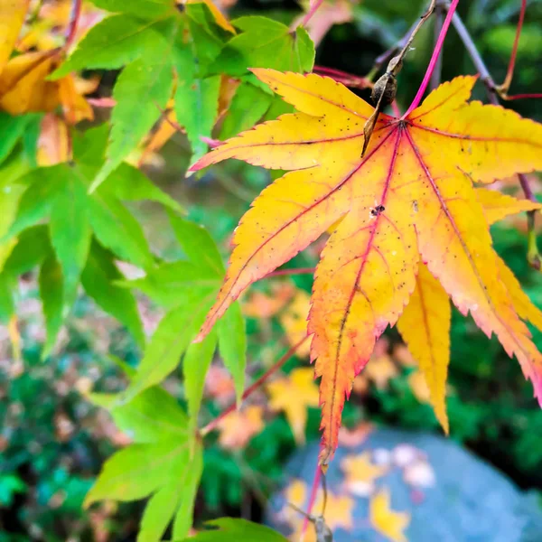 Closeup Japanese Maples Leaf Background Wallpaper — Stock Photo, Image