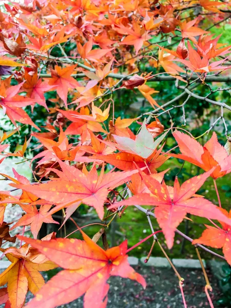Japońskich Maples Czerwony Liść Tła Tapety — Zdjęcie stockowe