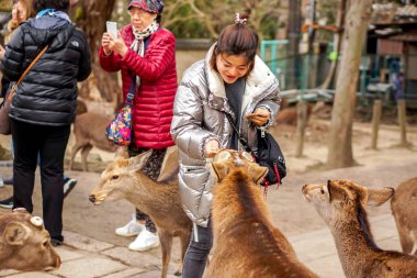 Nara, Japonya, 15 Ocak 2019: Güzel bir turist kadın Nara parkında geyiğe kraker uzattı. Nara Parkı, Japonya 'daki en eski ve Nara' daki en popüler turistik parklardan biridir..