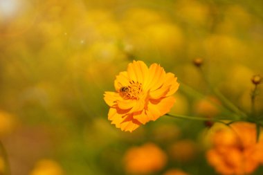 Arı ile küçük sarı bulanık bahçe ve güneş parlamaarka bahçesinde çiçeklerden polen ve nektar bulmak için uçuyor.