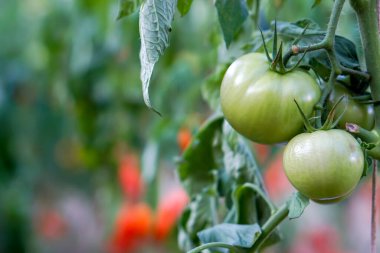 Yakın çekim yeşil domates dalda asılı güneş ışığı ve bulanık arka planda lens parlaması.