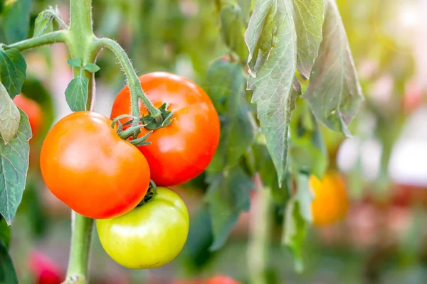 Yakın çekim yeşil domates dalda asılı güneş ışığı ve bulanık arka planda lens parlaması.