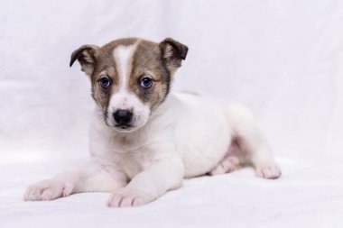 evde beslenen hayvan portre Tema küçük beyaz köpek melez