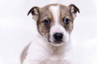 evde beslenen hayvan portre Tema küçük beyaz köpek melez