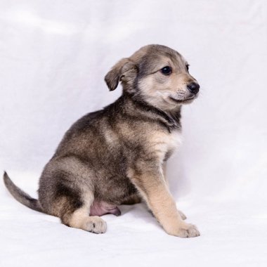 evde beslenen hayvan portre Tema küçük gri köpek melez