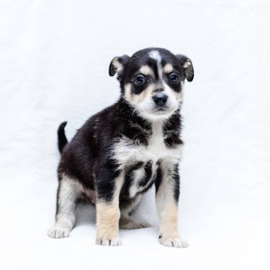 evde beslenen hayvan portre Tema küçük siyah beyaz köpek melez