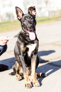 evde beslenen hayvan portre siyah tema azman çoban köpeği açık