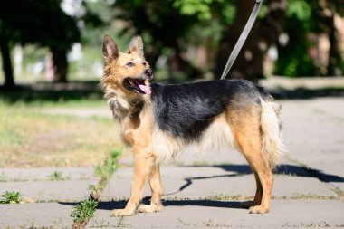 evde beslenen hayvan portre köpek Tema şirin azman çoban köpeği açık