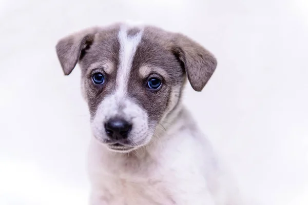 Huisdier Portret Thema Beetje Witte Pup Half Breed — Stockfoto