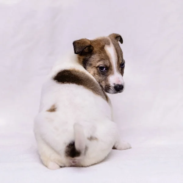 Huisdier Portret Thema Beetje Witte Pup Half Breed — Stockfoto