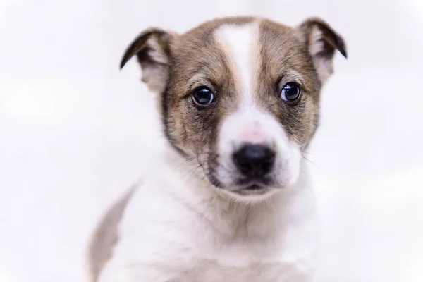 Pet Retrato Tema Pouco Cachorro Branco Mestiço — Fotografia de Stock