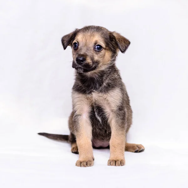 Pet Retrato Tema Pouco Cinza Filhote Cachorro Mestiço — Fotografia de Stock